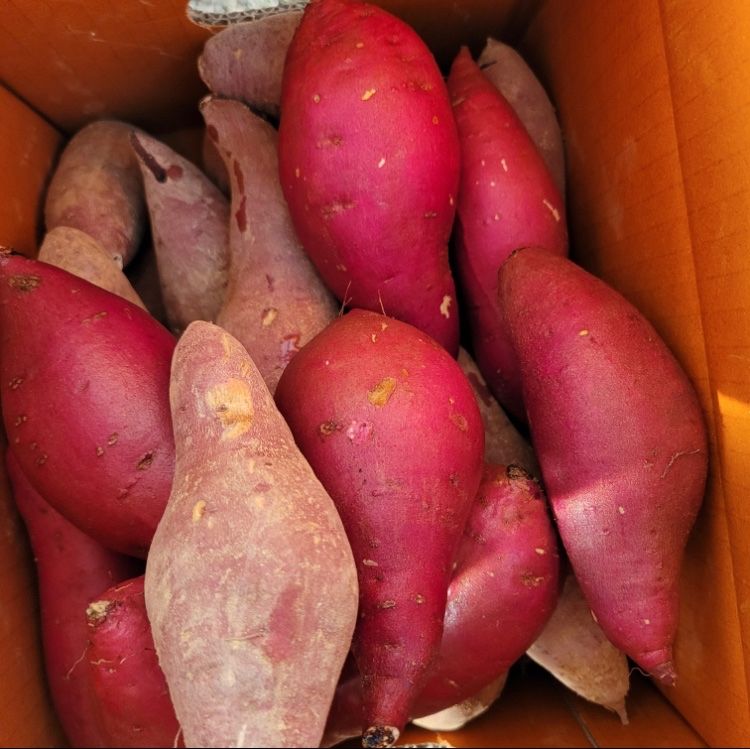 윤희순님의 장터 판매 상품 [여주 꿀고구마 5kg, 10kg] 첨부 사진