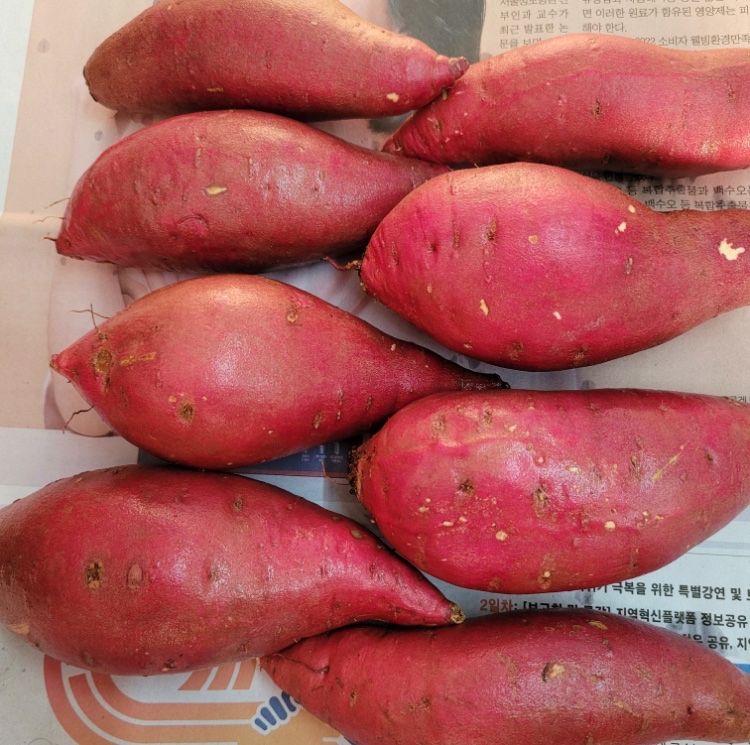 윤희순님의 장터 판매 상품 [여주 꿀고구마 5kg, 10kg] 첨부 사진