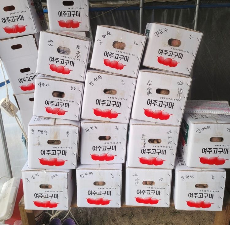 윤희순님의 장터 판매 상품 [여주 꿀고구마 5kg, 10kg] 첨부 사진