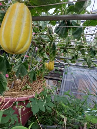 꿈속의농원님의 벼 · 자유게시판 작성글 사진