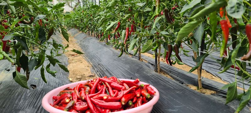 장터 상품 [고추 50근] 썸네일