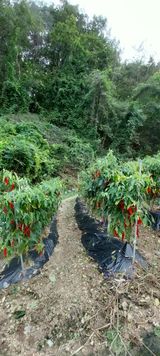 팜모닝 고추·수확 게시글 이미지