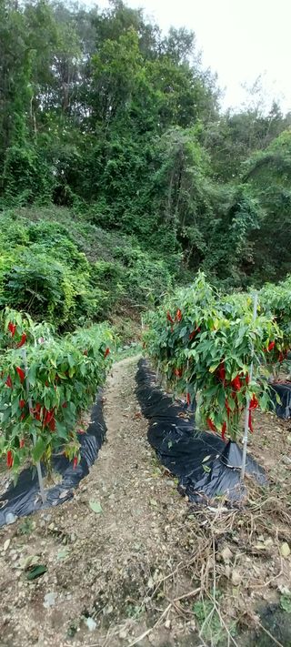 이일철 조이산골님의 고추 · 수확 작성글 사진