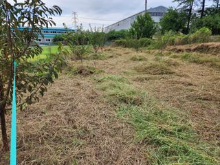 박병한님의 자두 · 영농일지 작성글 사진