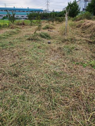 박병한님의 자두 · 영농일지 작성글 사진