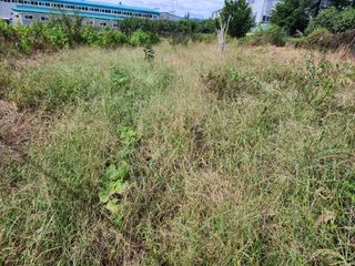 박병한님의 자두 · 영농일지 작성글 사진