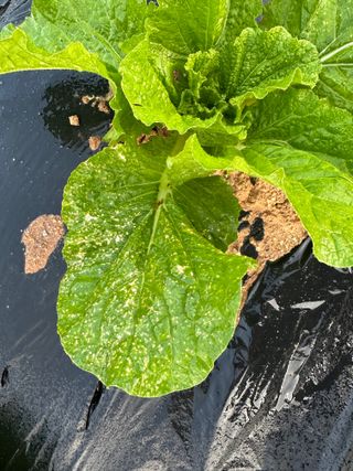 강수창님의 배추 · 병해충상담 작성글 사진