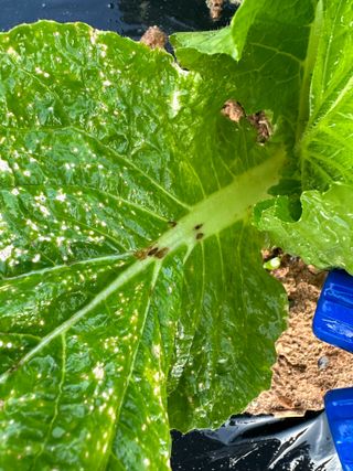 강수창님의 배추 · 병해충상담 작성글 사진