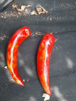 강인석님의 고추 · 병해충상담 작성글 사진