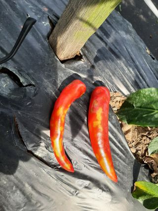 강인석님의 고추 · 병해충상담 작성글 사진