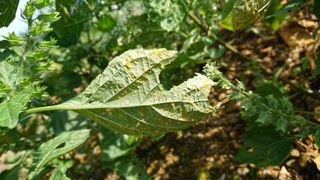표고버섯20903님의 들깨 · 병해충상담 작성글 사진