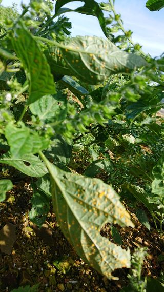 표고버섯20903님의 들깨 · 병해충상담 작성글 사진