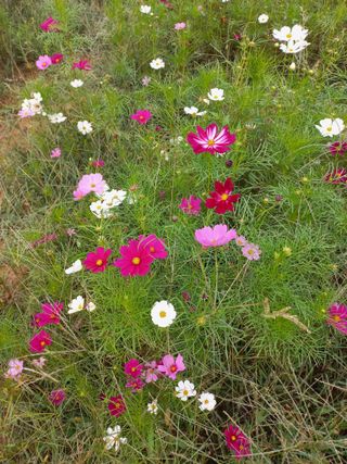 호박16023님의 윷놀이 끝! 어떠셨나요? · 참여글 작성글 사진