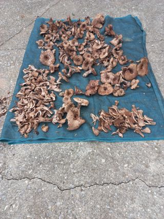 호박16023님의 윷놀이 끝! 어떠셨나요? · 참여글 작성글 사진