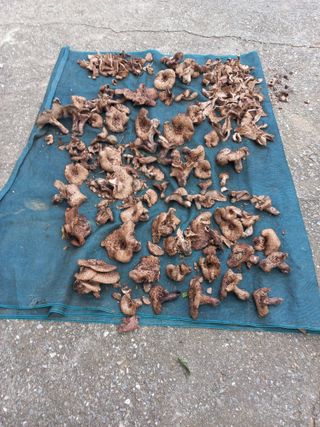 호박16023님의 윷놀이 끝! 어떠셨나요? · 참여글 작성글 사진