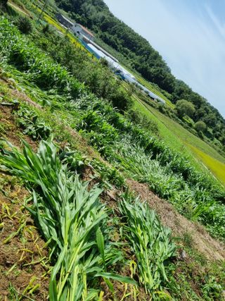 그린1505님의 기타작물 · 자유게시판 작성글 사진