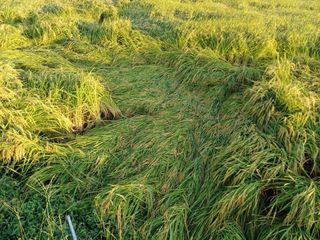 한재승님의 벼 · 영농일지 작성글 사진