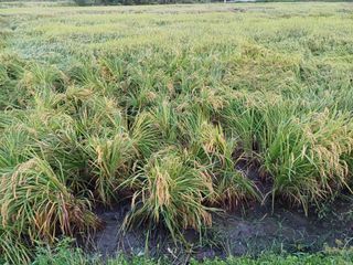 한재승님의 벼 · 영농일지 작성글 사진