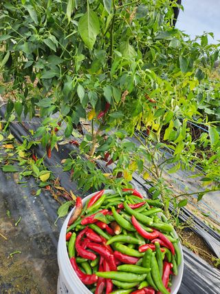 독도농장님의 고추 · 영농일지 작성글 사진