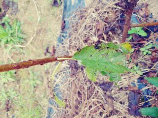이수혁님의 기타작물 · 병해충상담 작성글 사진
