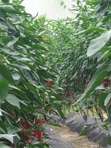 팜모닝 윷놀이 끝! 어떠셨나요?·참여글 게시글 이미지