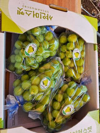 최지훈님의 포도 · 자유게시판 작성글 사진