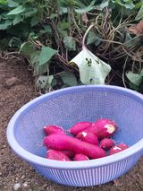 팜모닝 윷놀이 끝! 어떠셨나요?·참여글 게시글 이미지