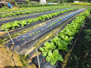 장재갑님의 배추 · 영농일지 작성글 사진