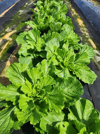 장재갑님의 배추 · 영농일지 작성글 사진