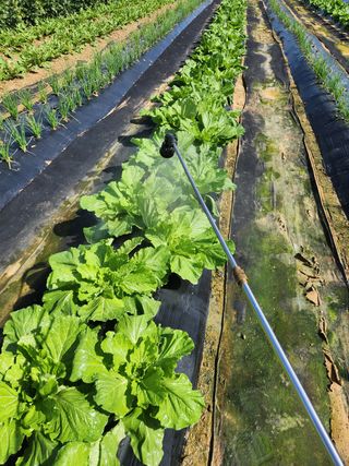 장재갑님의 배추 · 영농일지 작성글 사진