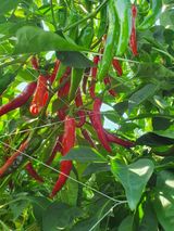 팜모닝 고추·일상 게시글 이미지