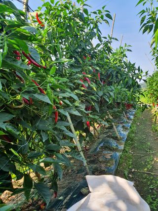 김옥자님의 고추 · 일상 작성글 사진