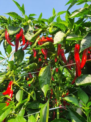 김옥자님의 고추 · 일상 작성글 사진