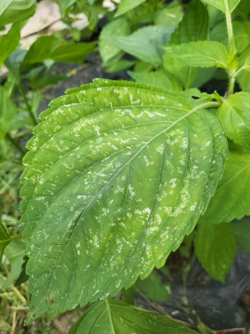 장터 상품 [들깨잎이 이럴때는  어찌하나요  작년에는 이런 일 없었] 썸네일