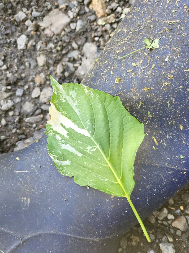 대운이네농원님의 장터 판매 상품 [들깨잎이 이럴때는  어찌하나요  작년에는 이런 일 없었] 첨부 사진