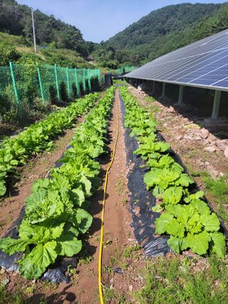 정자형님의 배추 · 품종•종자 작성글 사진