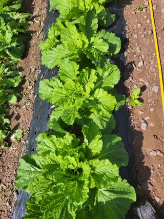 정자형님의 배추 · 품종•종자 작성글 사진