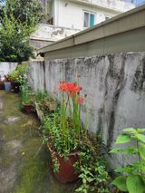 팜모닝 윷놀이 끝! 어떠셨나요?·참여글 게시글 이미지