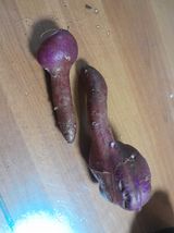 팜모닝 윷놀이 끝! 어떠셨나요?·참여글 게시글 이미지