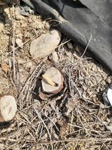 팜모닝 기타작물·병해충상담 게시글 이미지