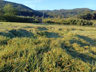 한재승님의 벼 · 영농일지 작성글 사진