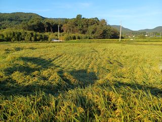 한재승님의 벼 · 영농일지 작성글 사진