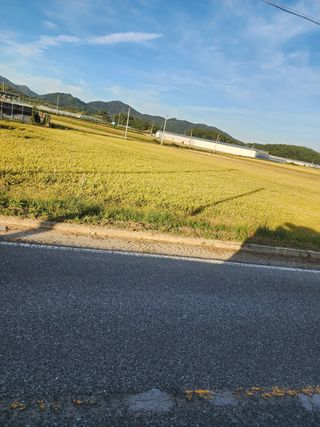 박은수님의 벼 · 영농일지 작성글 사진
