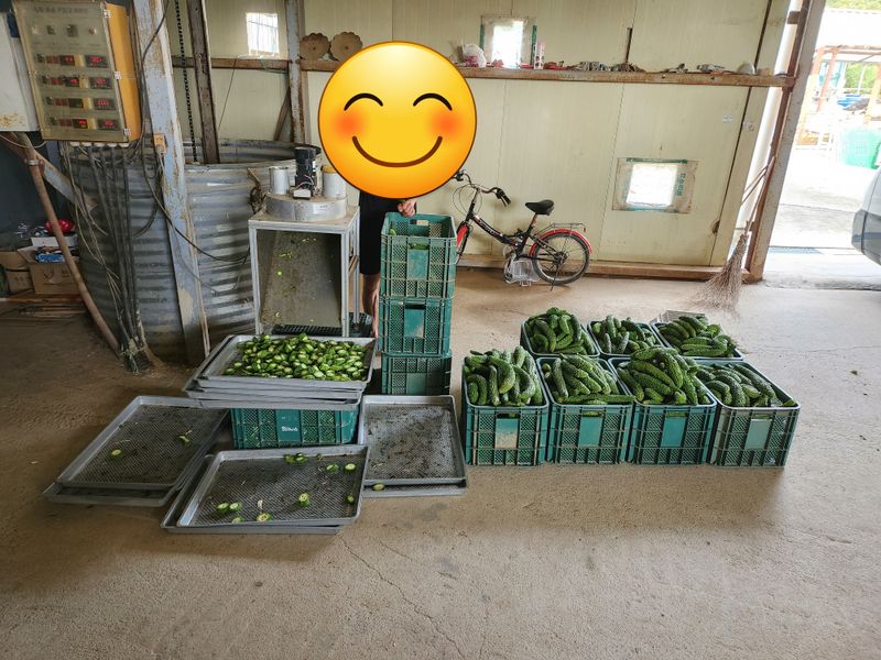 임재광님의 장터 판매 상품 [건여주 1kg] 첨부 사진