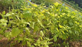 조가든님의 들깨 · 병해충상담 작성글 사진