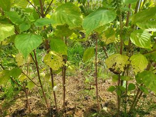 조가든님의 들깨 · 병해충상담 작성글 사진