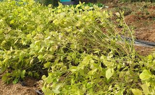 조가든님의 들깨 · 병해충상담 작성글 사진