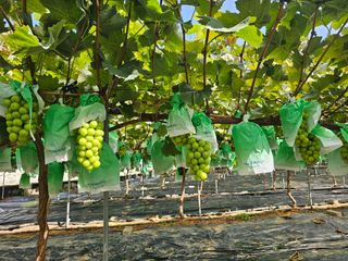 박종숙님의 포도 · 자유게시판 작성글 사진