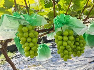 박종숙님의 포도 · 자유게시판 작성글 사진