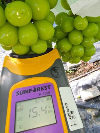 박종숙님의 포도 · 자유게시판 작성글 사진